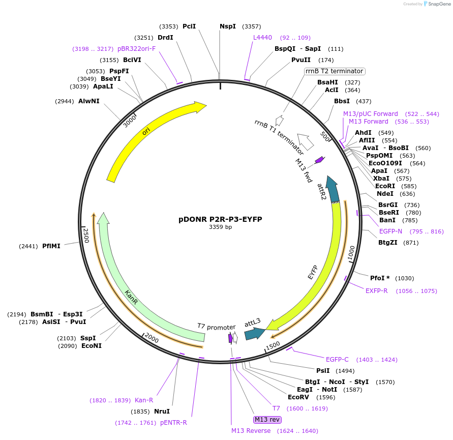 48351-plasmid-map-sequence-id-70570