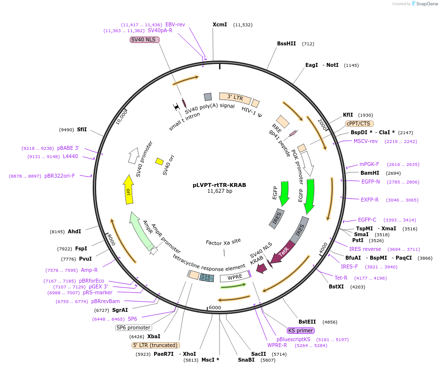 11777-plasmid-map-sequence-id-7058