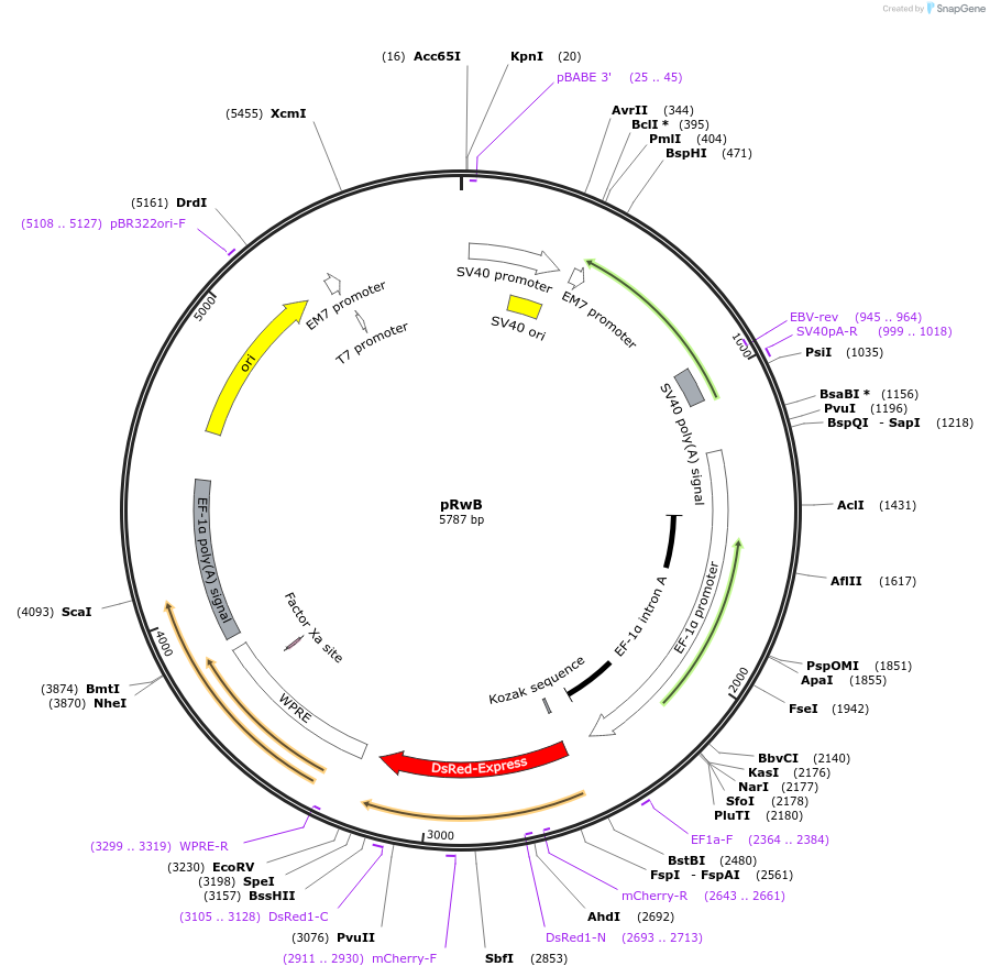 48734-plasmid-map-sequence-id-70658