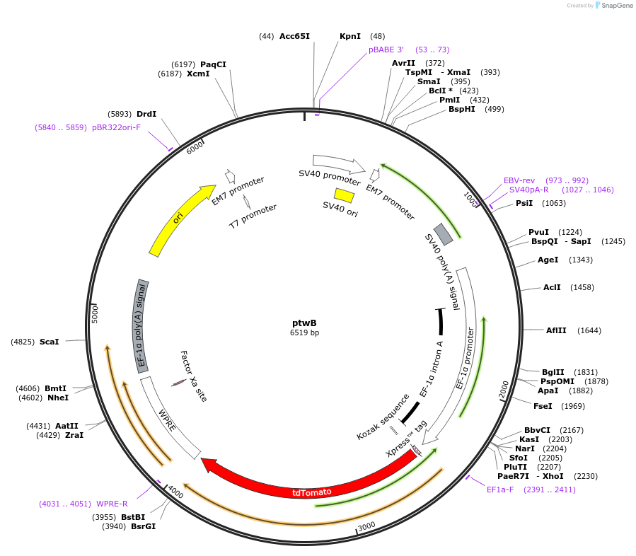 48735-plasmid-map-sequence-id-70663