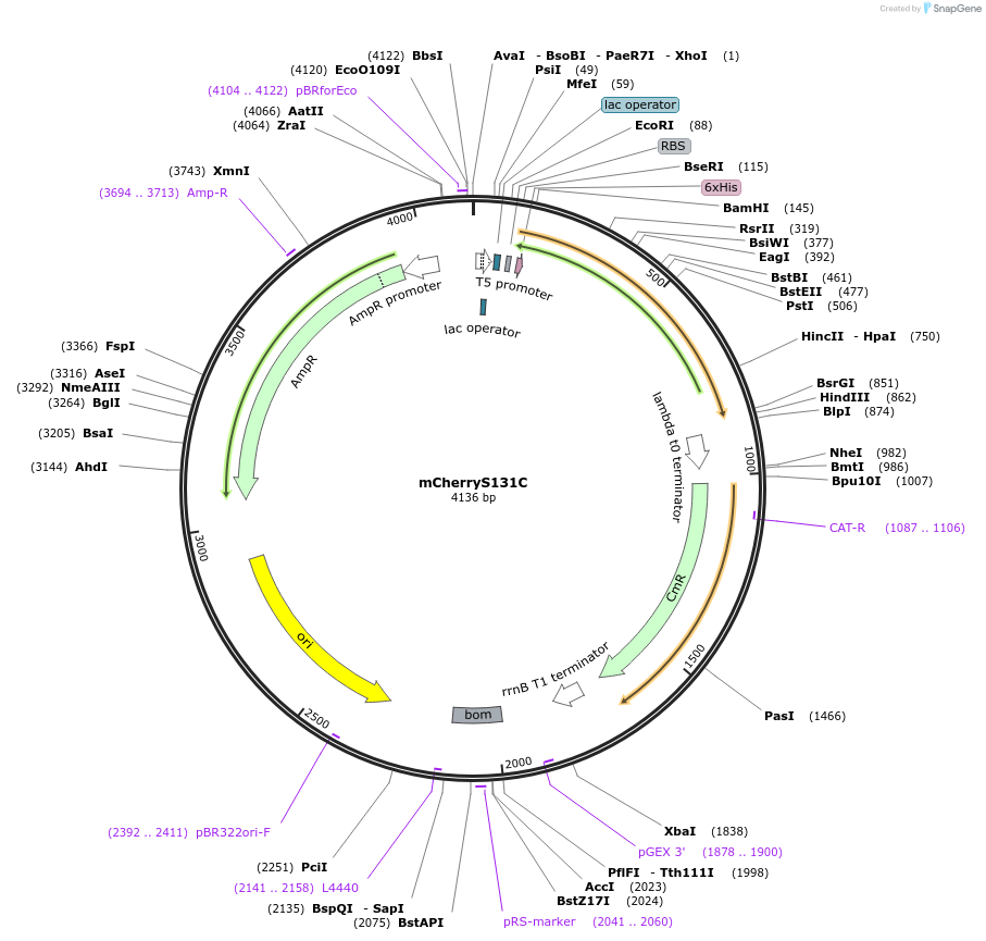 48732-plasmid-map-sequence-id-71018