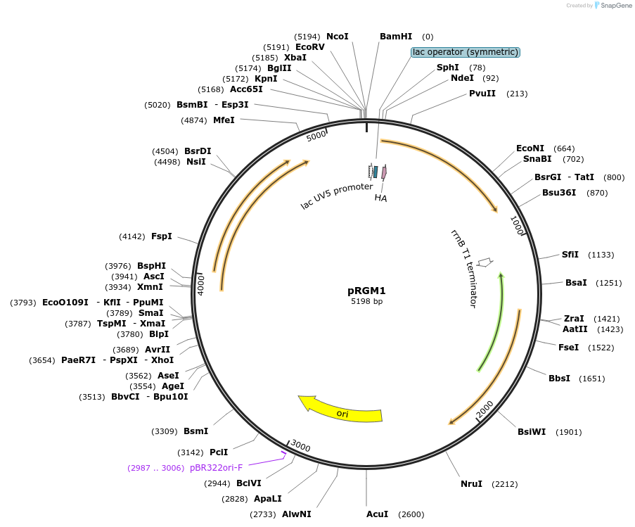 48789-plasmid-map-sequence-id-71040