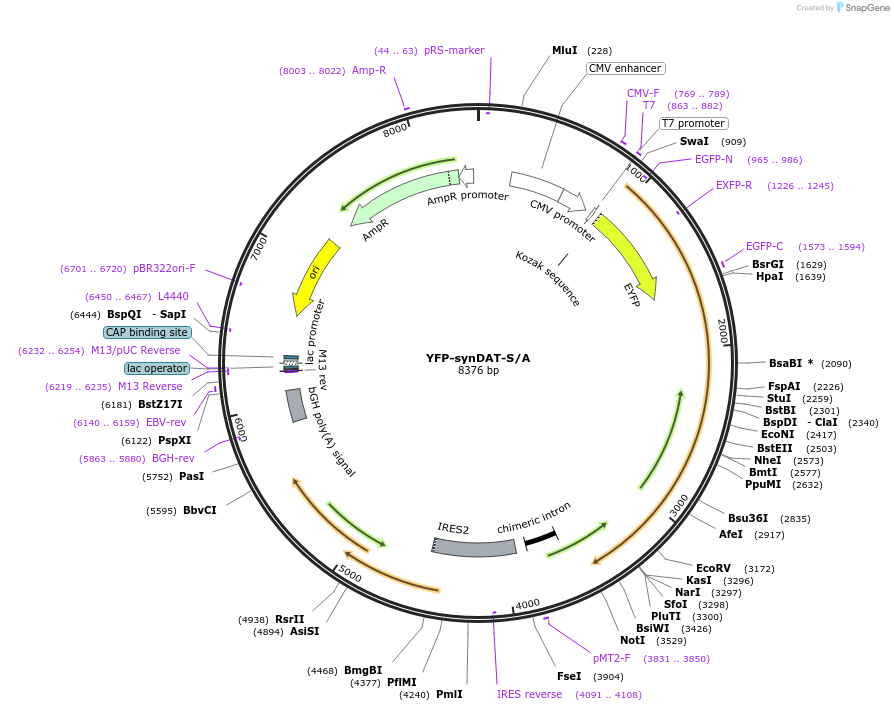 48792-plasmid-map-sequence-id-71096