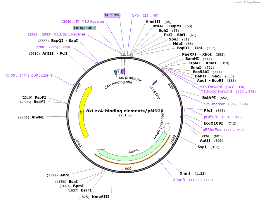 48807-plasmid-map-sequence-id-71129