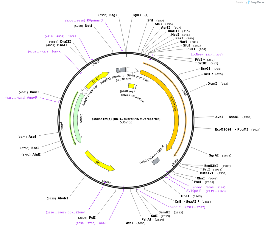 11907-plasmid-map-sequence-id-7120