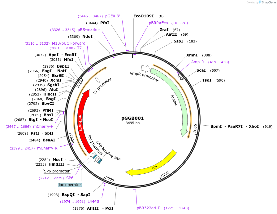 48819-plasmid-map-sequence-id-71206