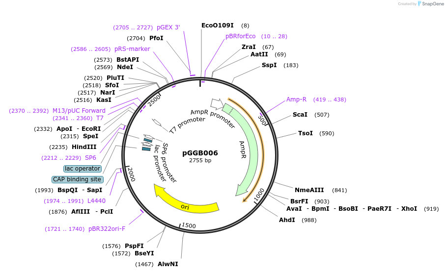 48823-plasmid-map-sequence-id-71214