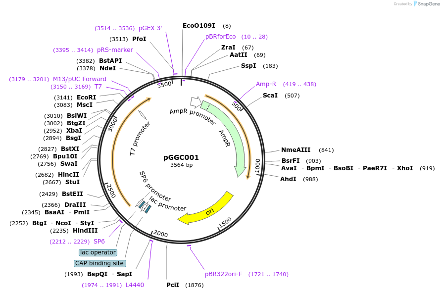 48824-plasmid-map-sequence-id-71216
