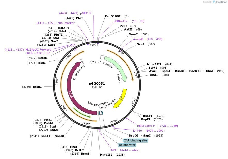 48832-plasmid-map-sequence-id-71232