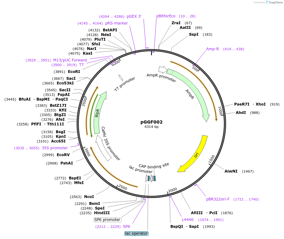 48843-plasmid-map-sequence-id-71254