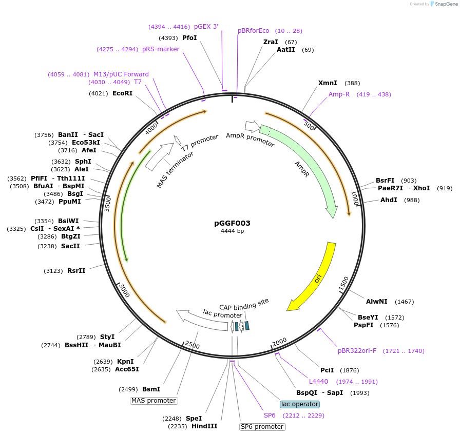 48844-plasmid-map-sequence-id-71256