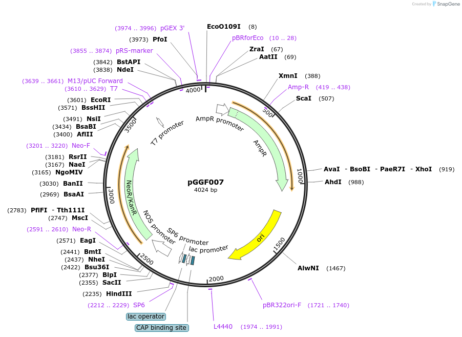 48847-plasmid-map-sequence-id-71262