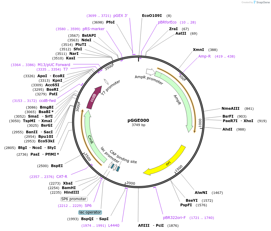 48860-plasmid-map-sequence-id-71288