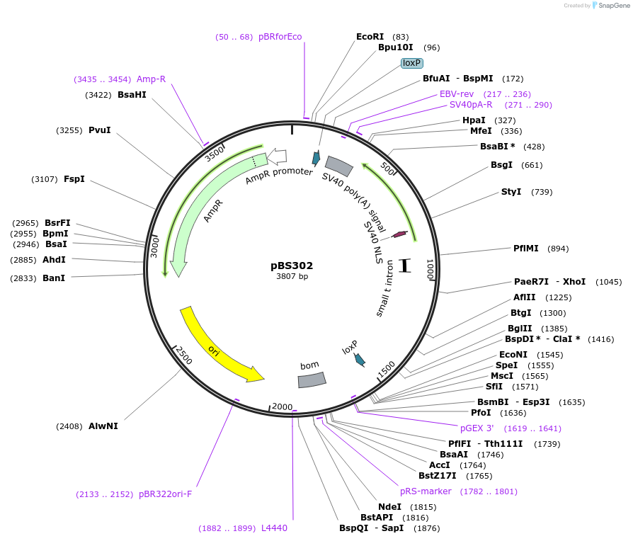 11925-plasmid-map-sequence-id-7131