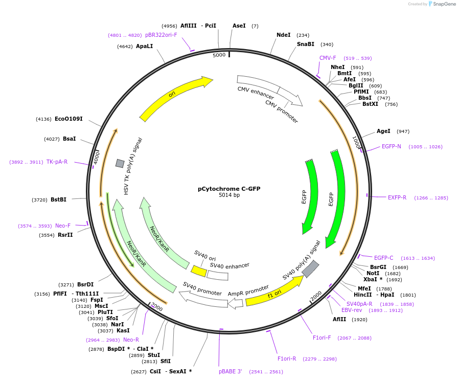 41182-plasmid-map-sequence-id-71467