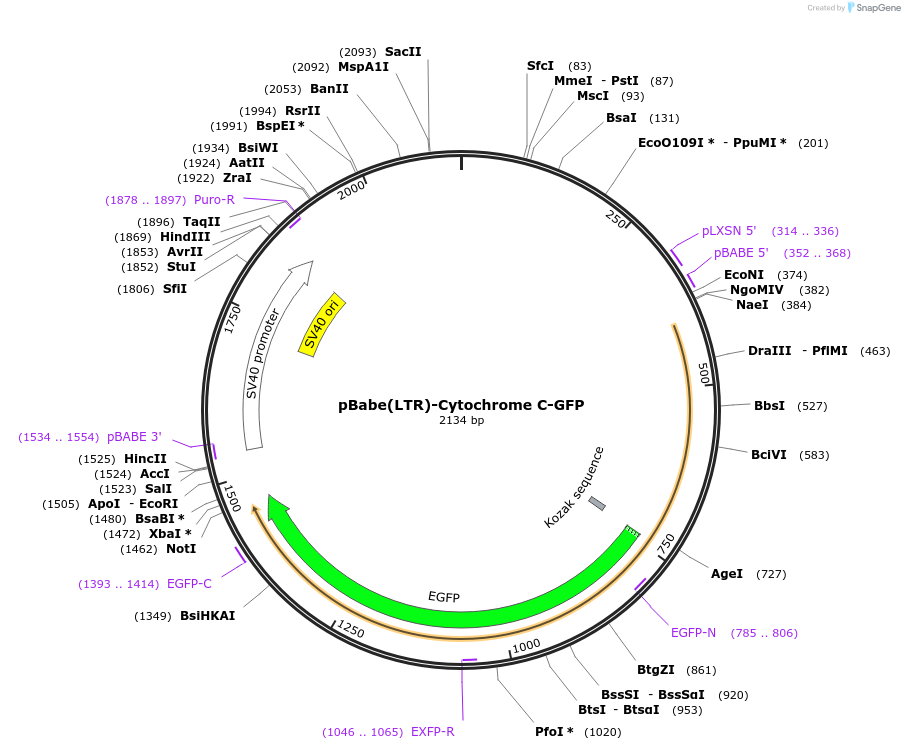 41183-plasmid-map-sequence-id-71473