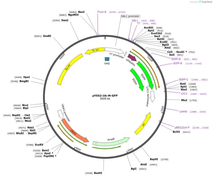 11952-plasmid-map-sequence-id-7149