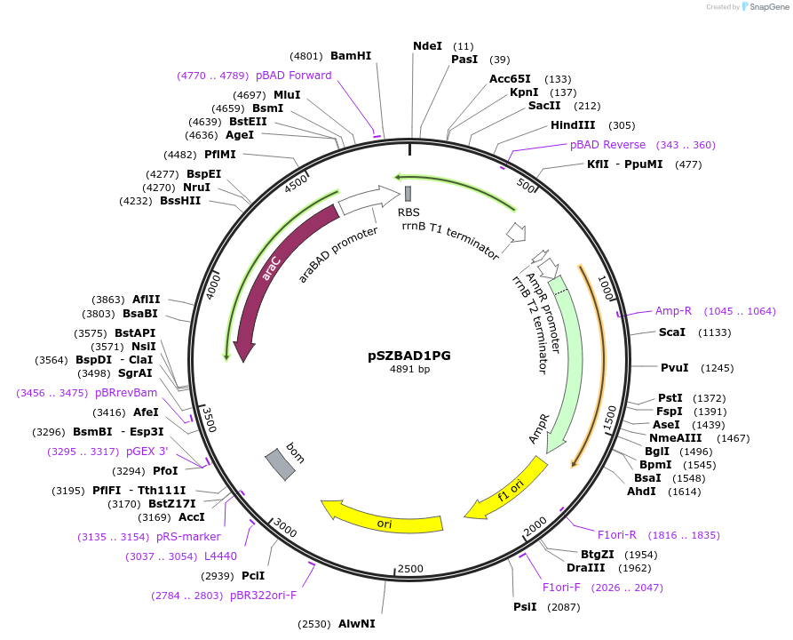 11964-plasmid-map-sequence-id-7155