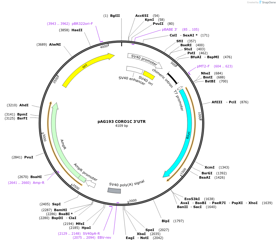 11998-plasmid-map-sequence-id-7157