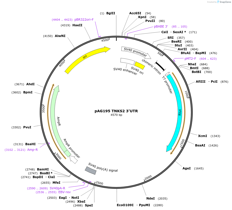 11999-plasmid-map-sequence-id-7158