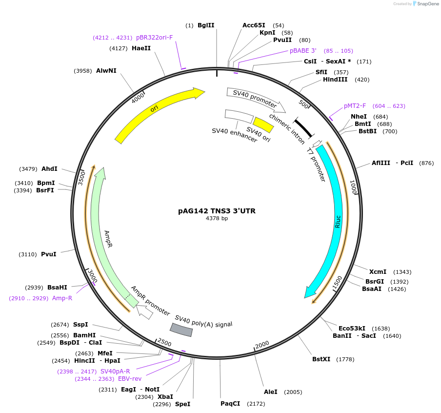 12000-plasmid-map-sequence-id-7159