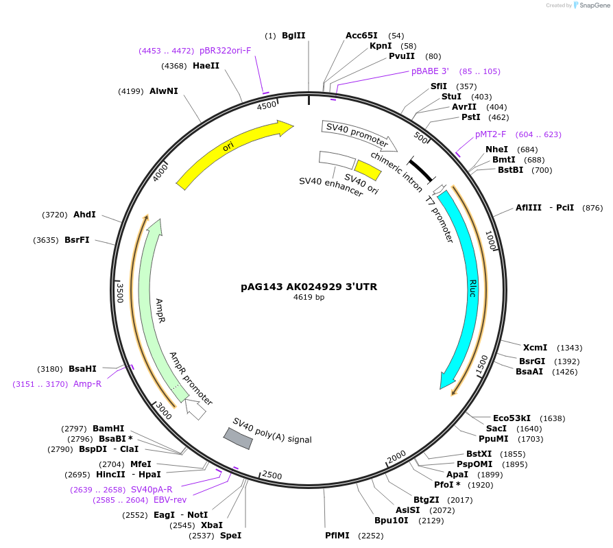 12001-plasmid-map-sequence-id-7160