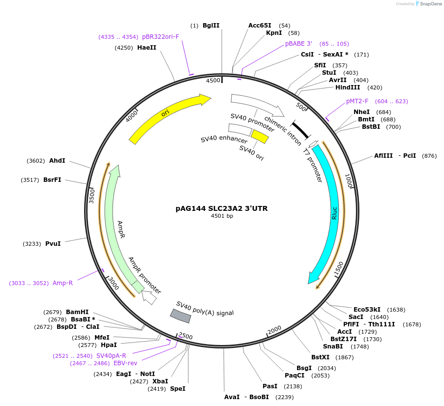 12002-plasmid-map-sequence-id-7161