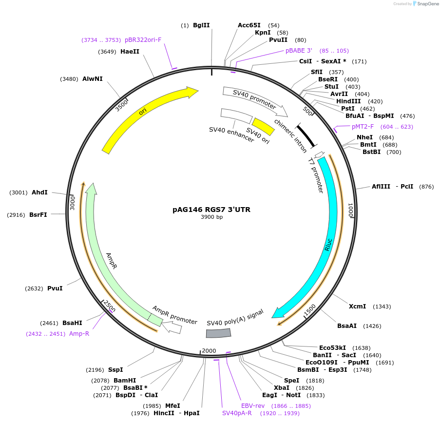 12004-plasmid-map-sequence-id-7163