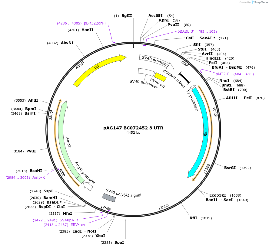 12005-plasmid-map-sequence-id-7164