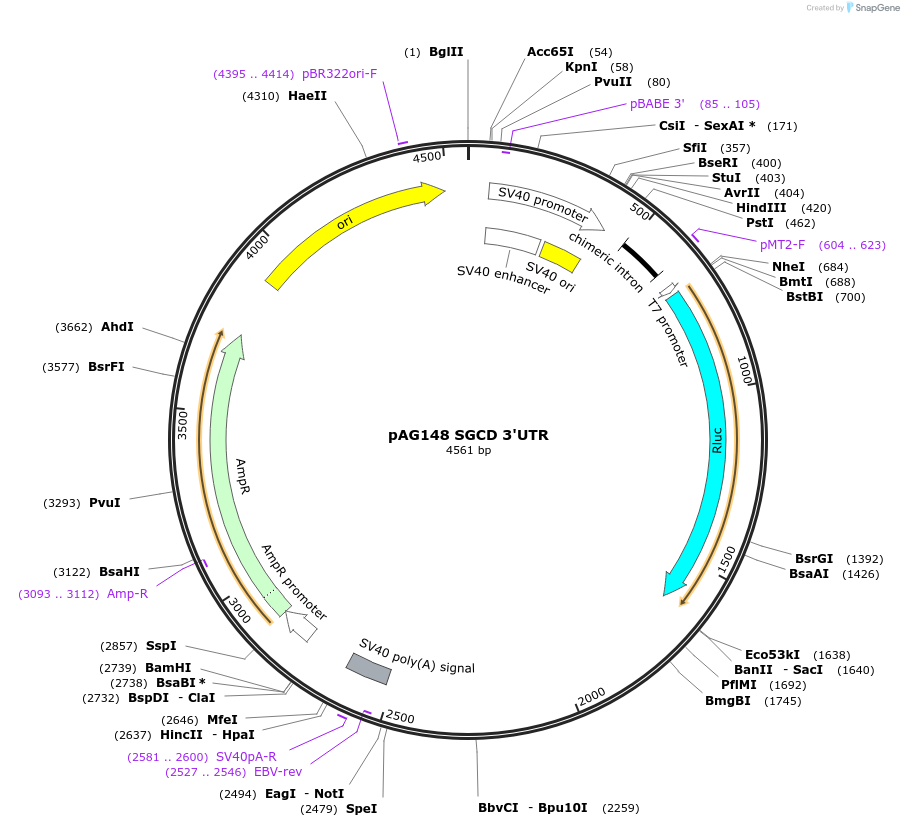 12006-plasmid-map-sequence-id-7165