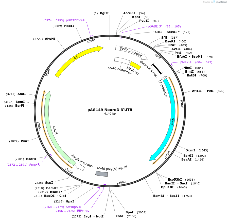 12007-plasmid-map-sequence-id-7166