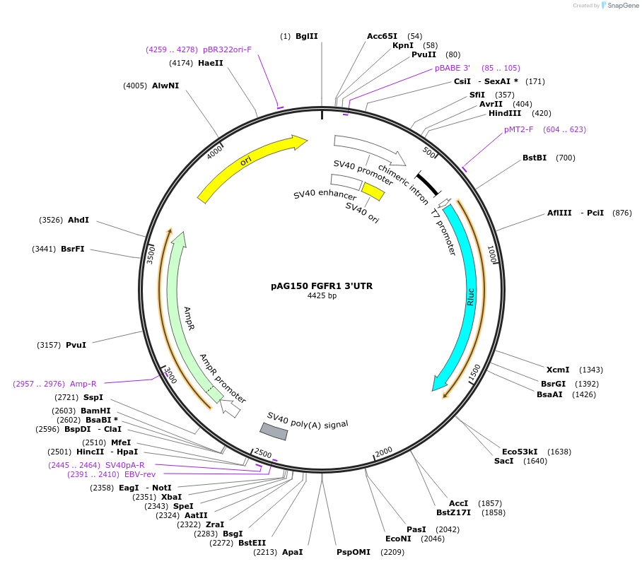 12008-plasmid-map-sequence-id-7167