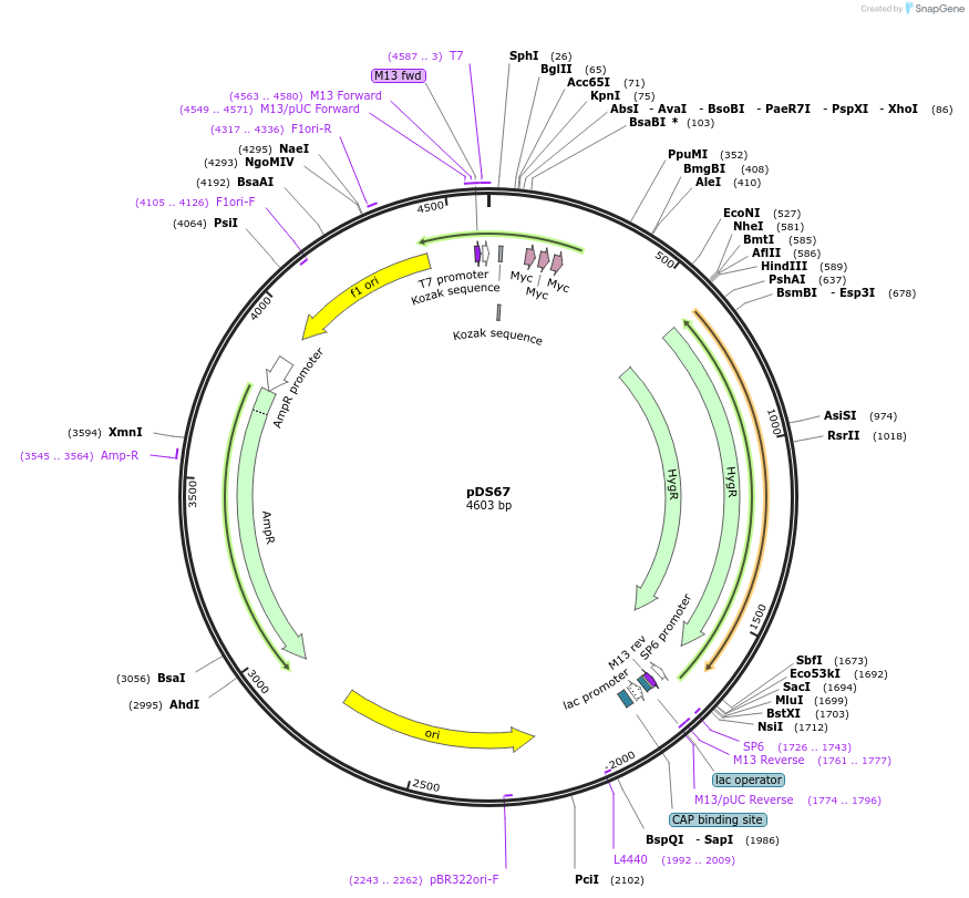 48365-plasmid-map-sequence-id-71676