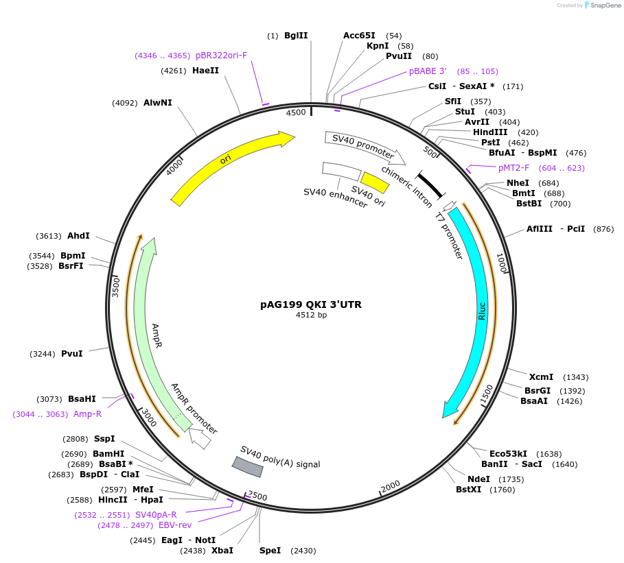 12011-plasmid-map-sequence-id-7169