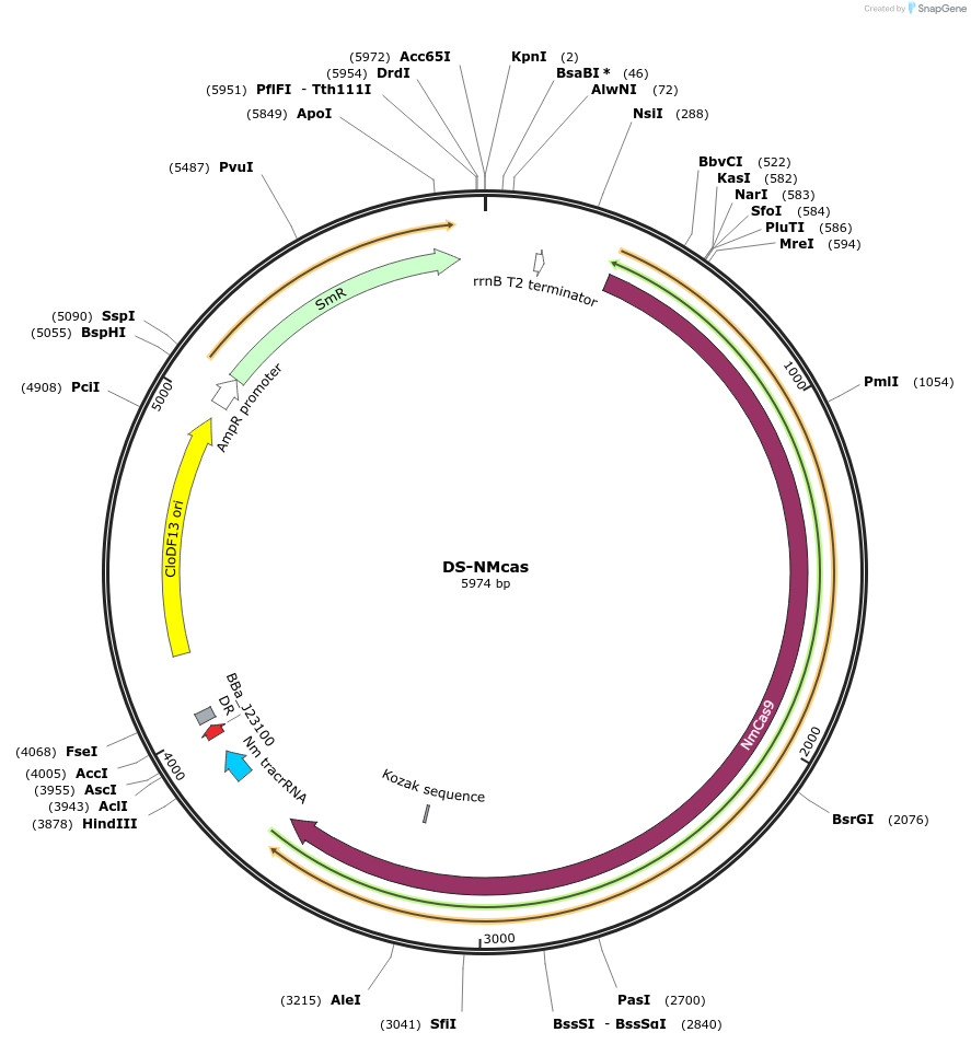 48646-plasmid-map-sequence-id-71690