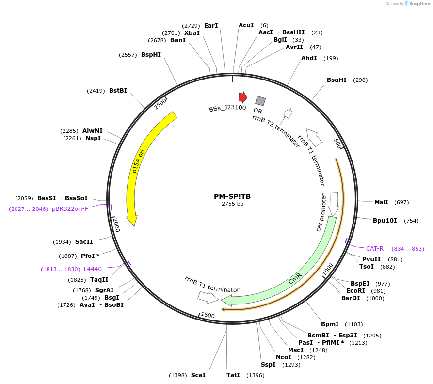 48650-plasmid-map-sequence-id-71696