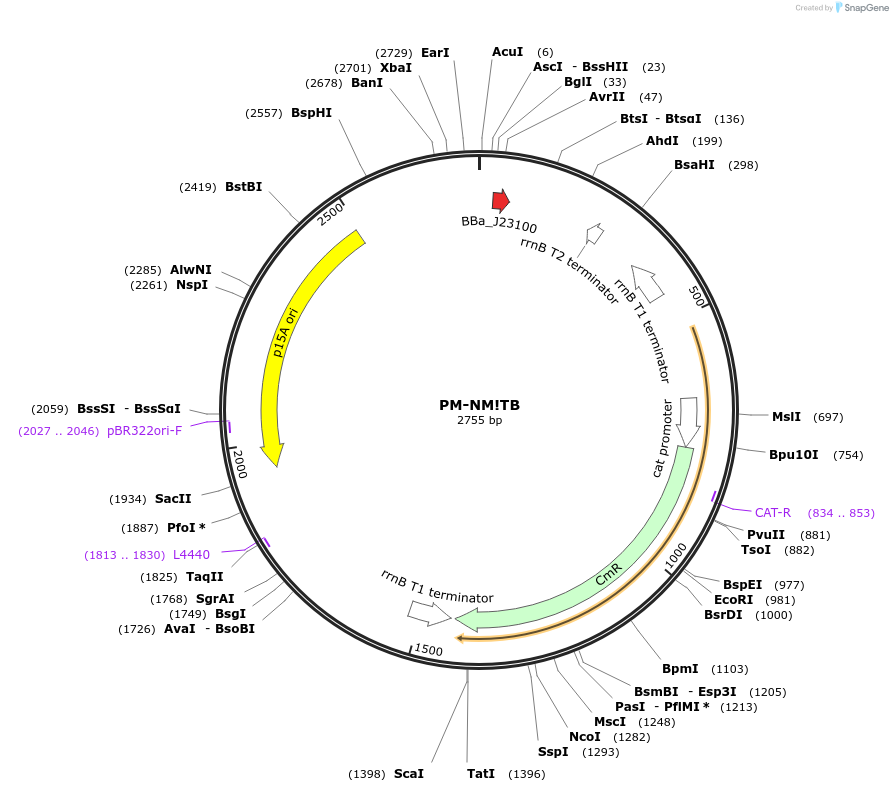 48652-plasmid-map-sequence-id-71701