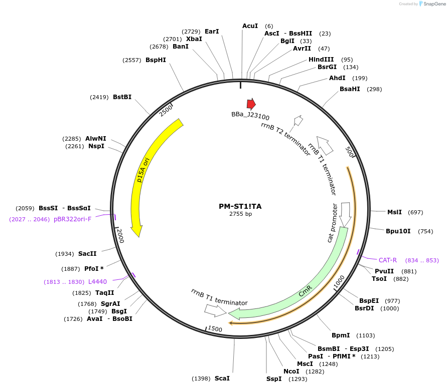 48653-plasmid-map-sequence-id-71702