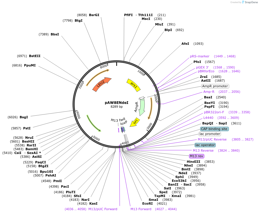48975-plasmid-map-sequence-id-71709