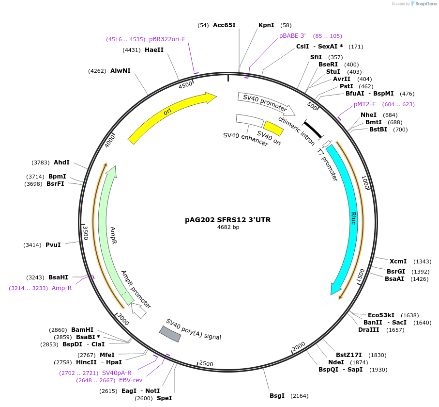 12013-plasmid-map-sequence-id-7171