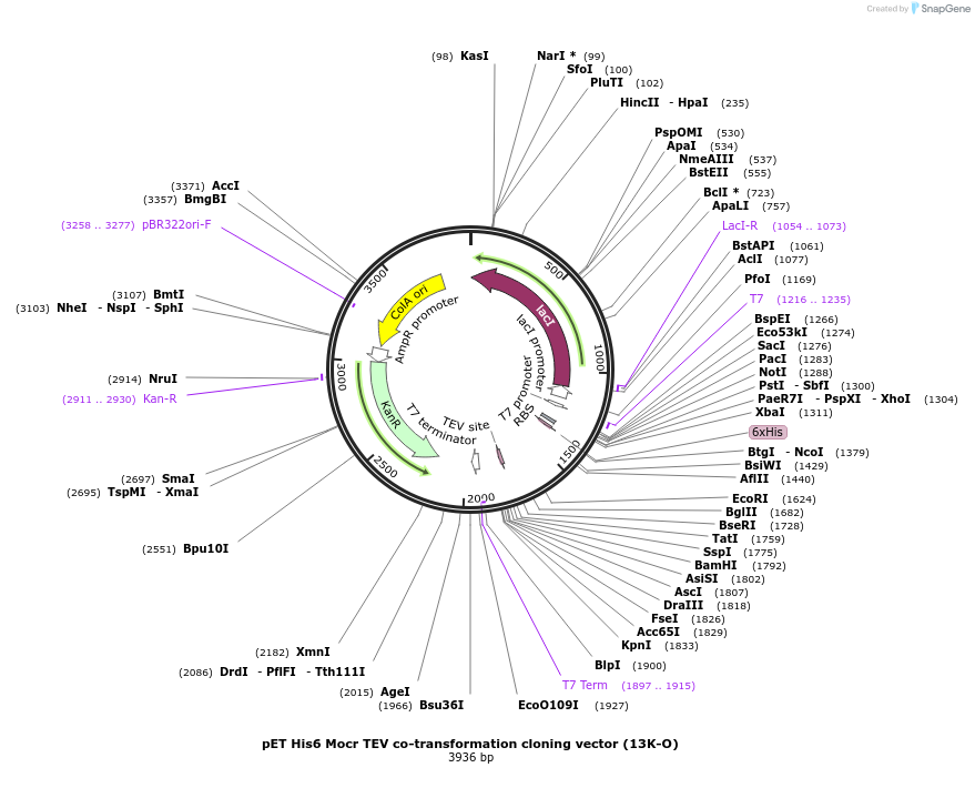 48320-plasmid-map-sequence-id-71716