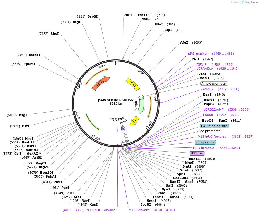 48980-plasmid-map-sequence-id-71721