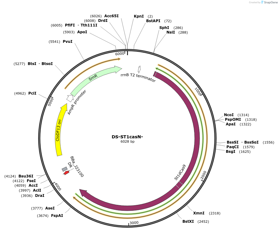 48659-plasmid-map-sequence-id-71732