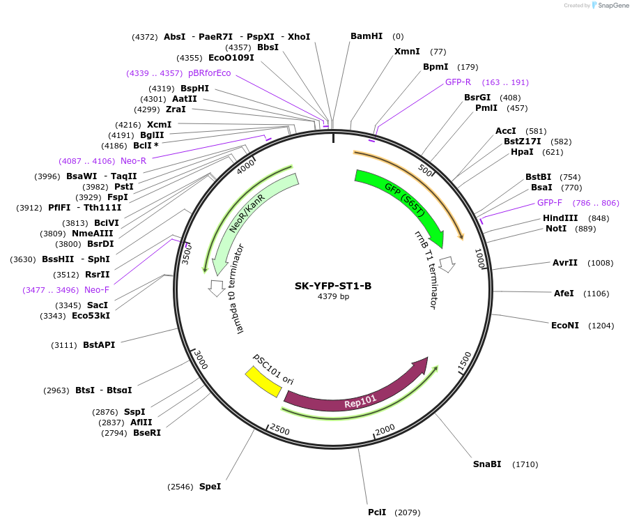 48662-plasmid-map-sequence-id-71738