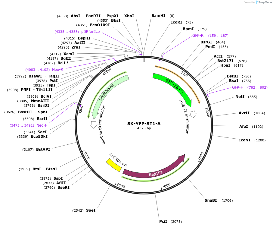 48665-plasmid-map-sequence-id-71743