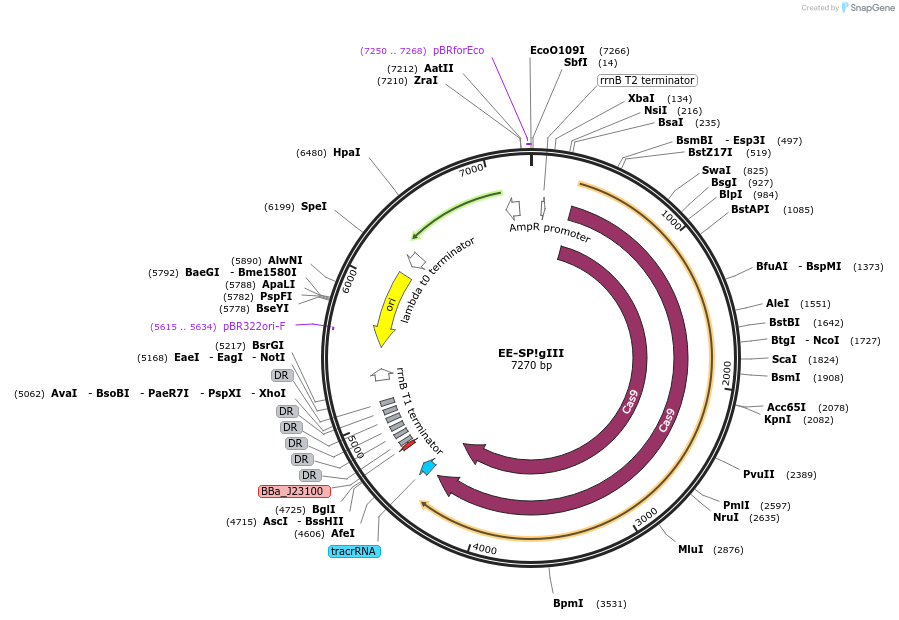 48667-plasmid-map-sequence-id-71746