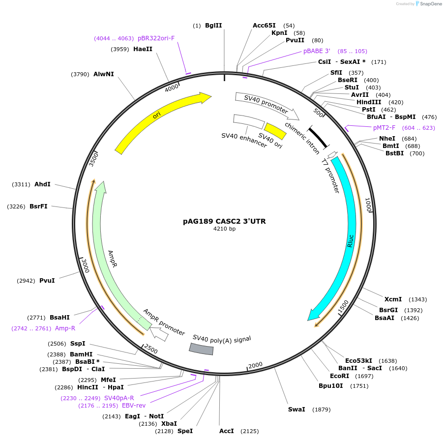 12017-plasmid-map-sequence-id-7175