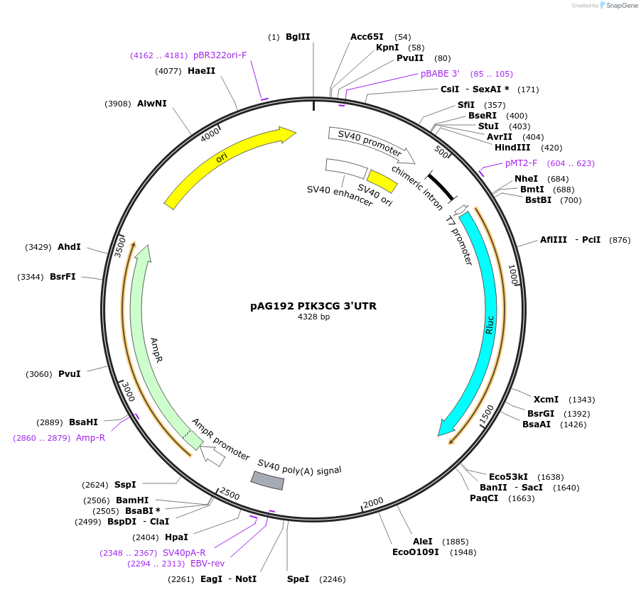 12019-plasmid-map-sequence-id-7177