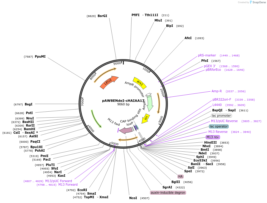 48990-plasmid-map-sequence-id-71777