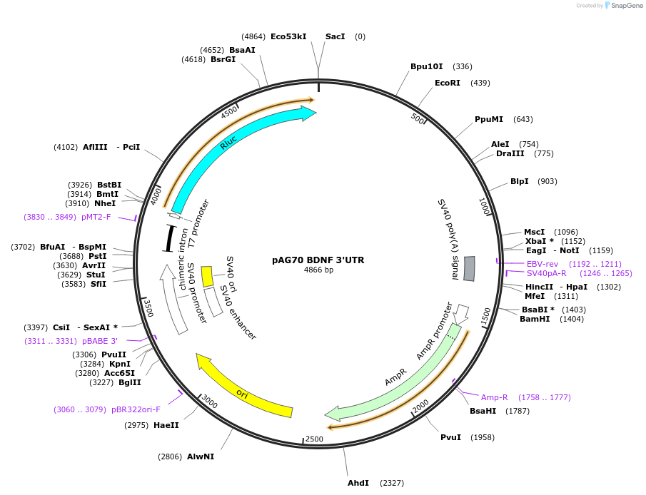 12021-plasmid-map-sequence-id-7179
